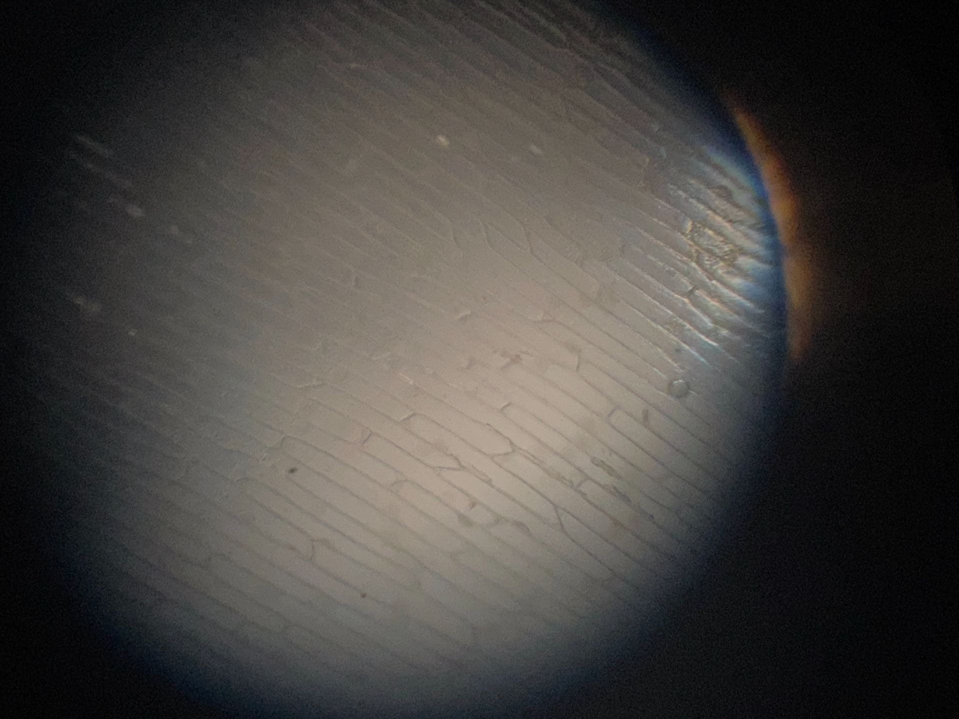 Microscopes Sadie Hornby High